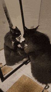 Uvis Maine Coon GIF - Uvis Maine Coon GIFs