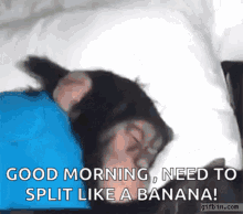 Sleepy Monkey Eyeroll GIF - Sleepy Monkey Eyeroll Good Morning GIFs