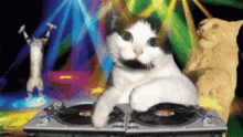 Dj Cats GIF - Dj Cats Disco GIFs