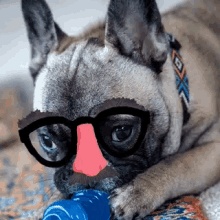 Funny Dog GIF - Funny Dog Frenchie GIFs