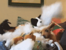 a dog is laying in a pile of stuffed animals ..