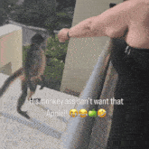 a monkey standing next to a woman with the caption his monkey ass don t want that apple