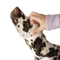 Head Scratch Petting The Dog Sticker - Head Scratch Petting The Dog Head Massage Stickers