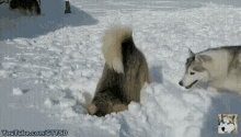 Gone To The Snow Dogs Gttsd GIF - Gone To The Snow Dogs Gttsd Snow Dogs GIFs
