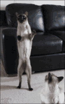 Siamese Cat Siamese GIF - Siamese Cat Siamese Cutecats GIFs