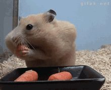 GIF