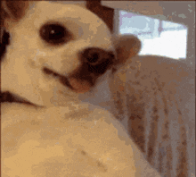 Dog Chihuahua GIF - Dog Chihuahua Angry GIFs