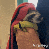 Drying Off Baby Raccoon GIF - Drying Off Baby Raccoon Viralhog GIFs