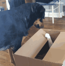 Dog Box GIF