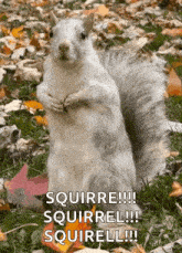 Squirrel White Squirrel GIF