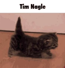 Tim Nagle Kitten GIF - Tim Nagle Kitten Cat GIFs