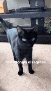 Cat Strongly Disagrees Black Cat GIF