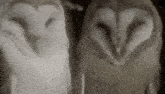 two barn owls are sitting next to each other in a dark room and looking at the camera .