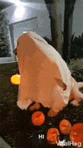 halloween costume halloween dog spooky ghost