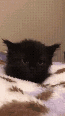 Cute Cat Cat GIF - Cute Cat Cat Uwu GIFs