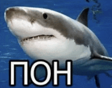 a shark is swimming in the ocean with the word pon written on the bottom .