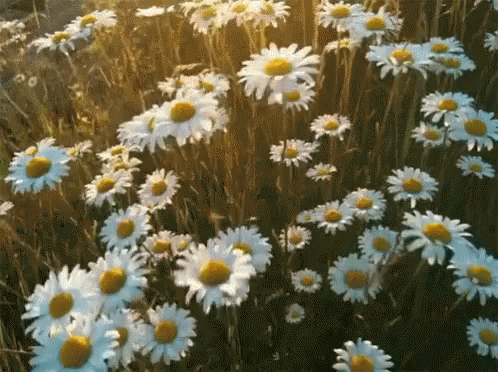 daisies-daisy.gif