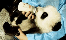 Panda Bear Baby Panda GIF - Panda Bear Baby Panda Eating GIFs