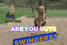 a picture of a dog on a swing with the words " are you guys swingers "