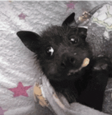 a close up of a bat laying on a blanket with pink stars
