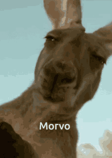 Morvo Kangaroo GIF - Morvo Kangaroo Eating GIFs