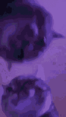 a close up of a cat 's paws on a yellow surface