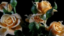 Yes Flowers GIF - Yes Flowers Roses GIFs