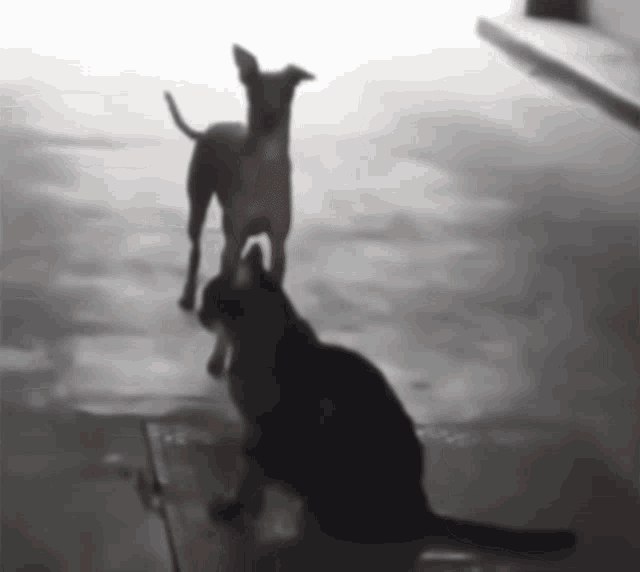 dancing dog and cat