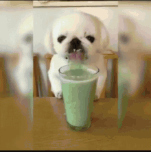 little dog enjoying green smoothie