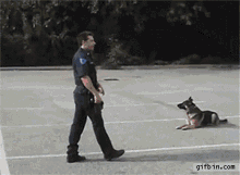 Police Cop GIF - Police Cop Dog GIFs