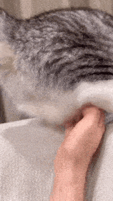a person is petting a gray and white cat on a white couch .