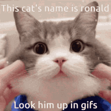 This Cats Name Is His Name Is GIF - This Cats Name Is This Cats Name His Name Is GIFs