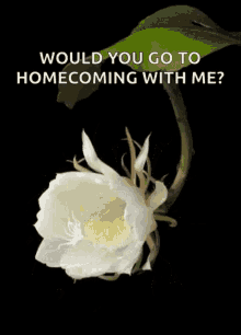 flower love bloom would you go to homecoming with me would you come to homecoming with me