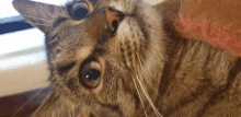 Cats Closeup GIF