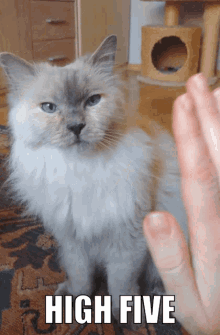 Highfive Cat GIF - Highfive Cat Ragdoll GIFs