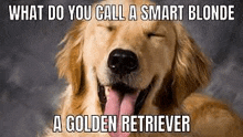 a golden retriever is smiling with its tongue hanging out .