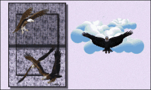Bird Eagle GIF - Bird Eagle GIFs