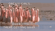 Flamingos Group GIF - Flamingos Group Observant GIFs