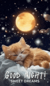Good Night Images New 2023 Cute Cat GIF - Good Night Images New 2023 Cute Cat GIFs