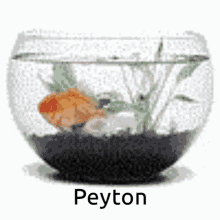 Peyton Goldfish GIF - Peyton Goldfish Fishbowl GIFs