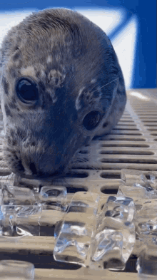 Eating Ice Marine Mammal Rescue GIF