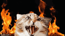 Cat Fire GIF - Cat Fire Chaos GIFs