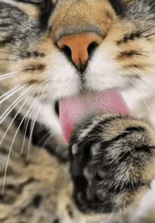 Cat Lick GIF - Cat Lick Paws GIFs