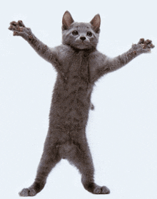 a gray kitten standing on its hind legs with its paws outstretched
