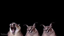 Floppa Rave Cat GIF - Floppa Rave Floppa Cat GIFs