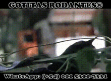 Buenos Dias Gotitas GIF - Buenos Dias Gotitas Teadrop GIFs