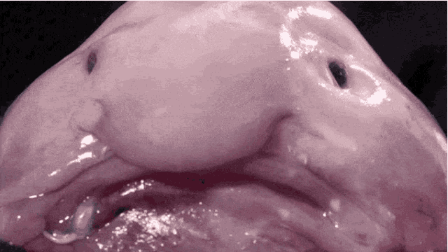 sad blob fish (@blob_fish_5) / X