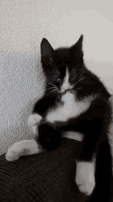 Ufo Cat GIF - Ufo Cat Surprised GIFs