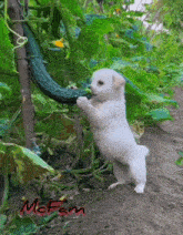 Cutedog Puppy GIF - Cutedog Puppy Maze1 GIFs
