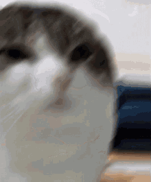 Wawa Cat GIF - Wawa Cat GIFs